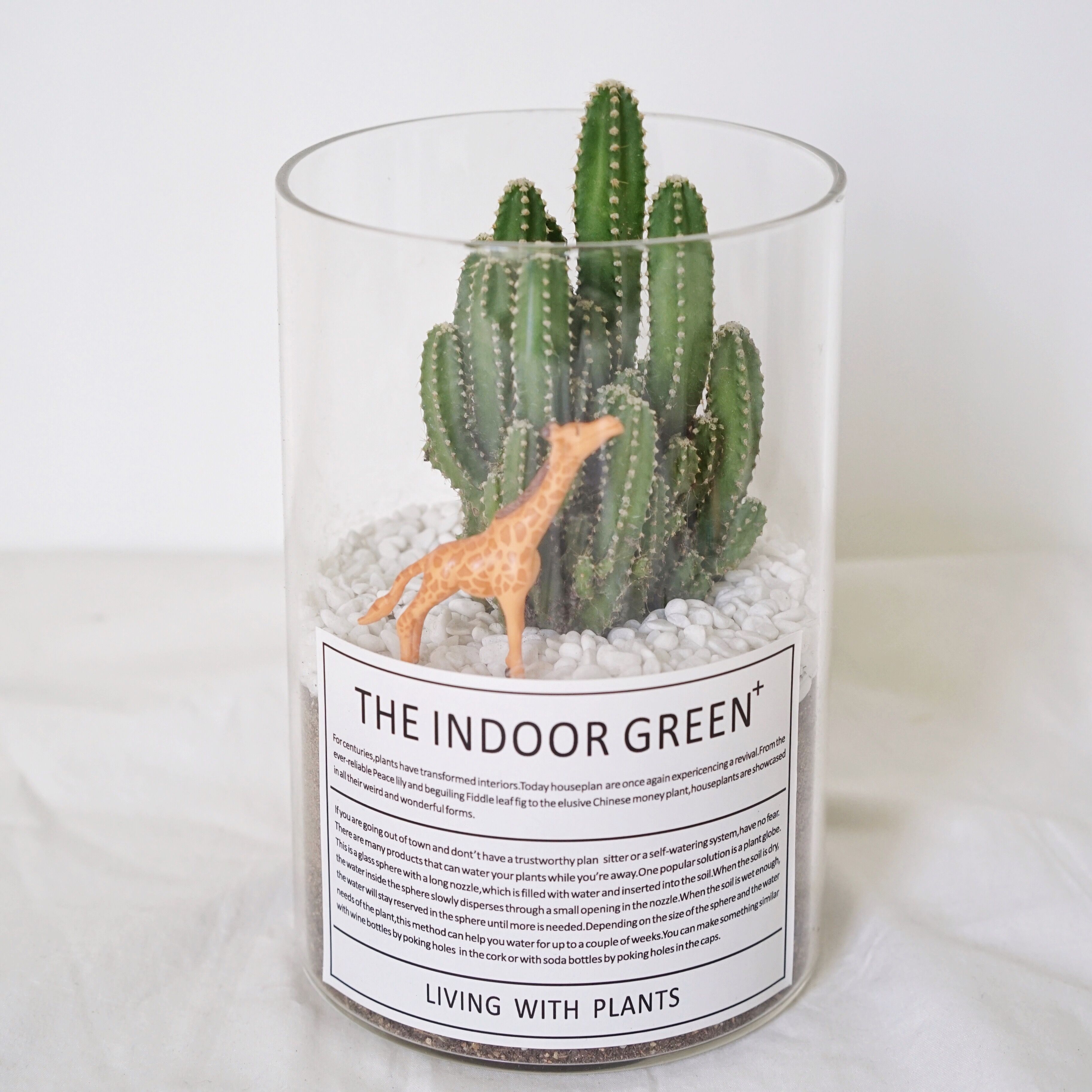 植物私生活万重韩风ins仙人掌盆栽玻璃景观多肉植物