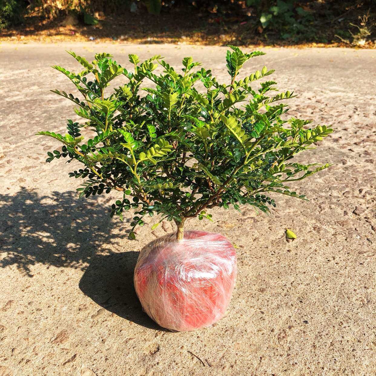 椒木盆栽室内老桩四季常青净化空气绿植25cm-30cm绿植