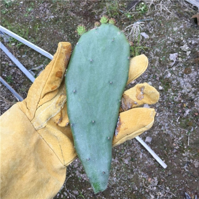 仙人掌单刺团扇红花多年生花卉多肉多浆植物科属绿植