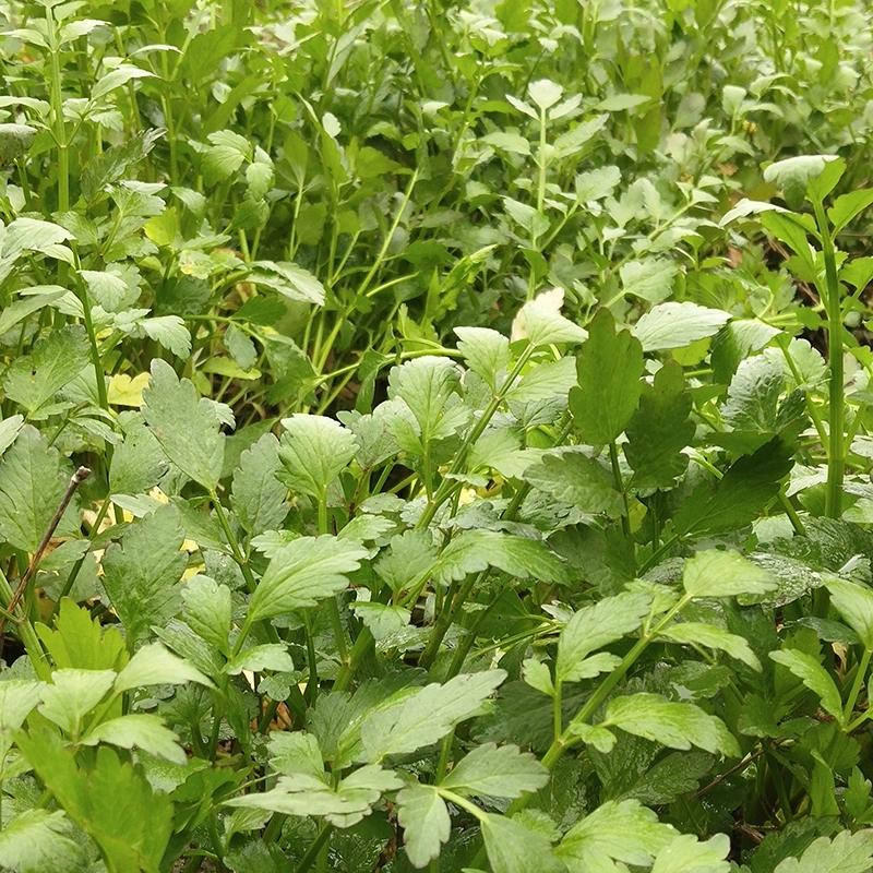 泥蒿 水芹菜图片