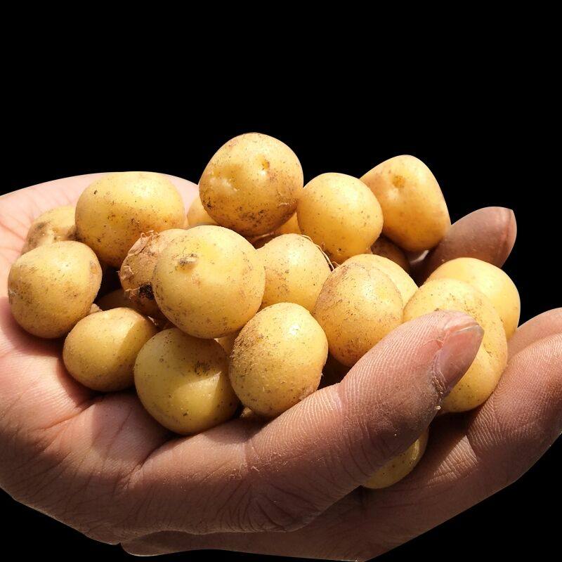 小土豆2022新货5斤迷你马铃薯土豆小新新鲜现挖土豆