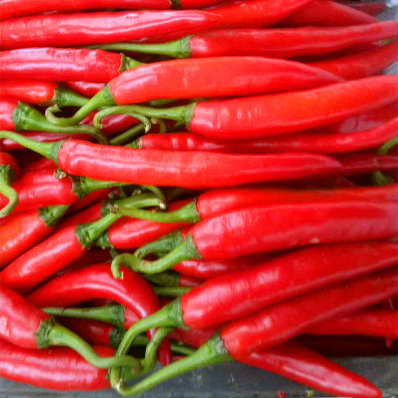 农家现摘5斤美人新鲜辣椒鲜红红辣椒海花红二辣椒