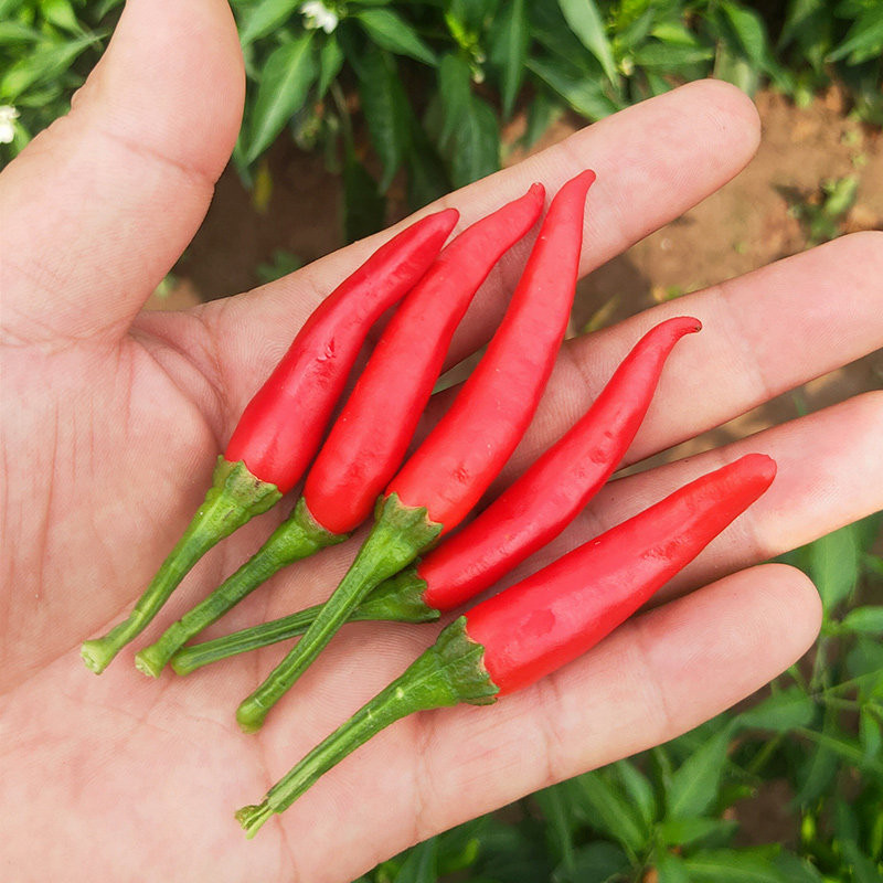 小米新鲜5斤小米椒红辣椒红线椒指天荆条朝天泡椒辣椒