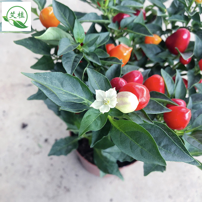 七彩盆栽可食用五彩辣椒苗带阳台四季开花窗台时令草本花卉