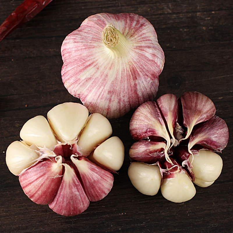2022年云南紫皮多瓣特大新鲜大蒜蒜头现挖鲜蒜大蒜