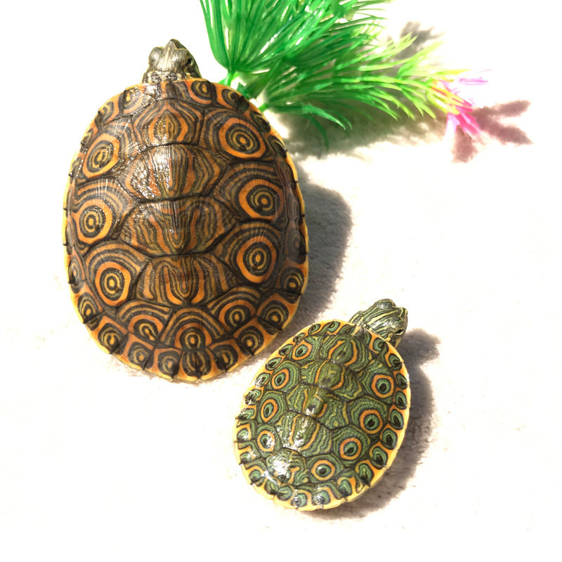 大河甜甜圈活体墨西哥彩龟佛州东部乌龟斑彩水龟龟