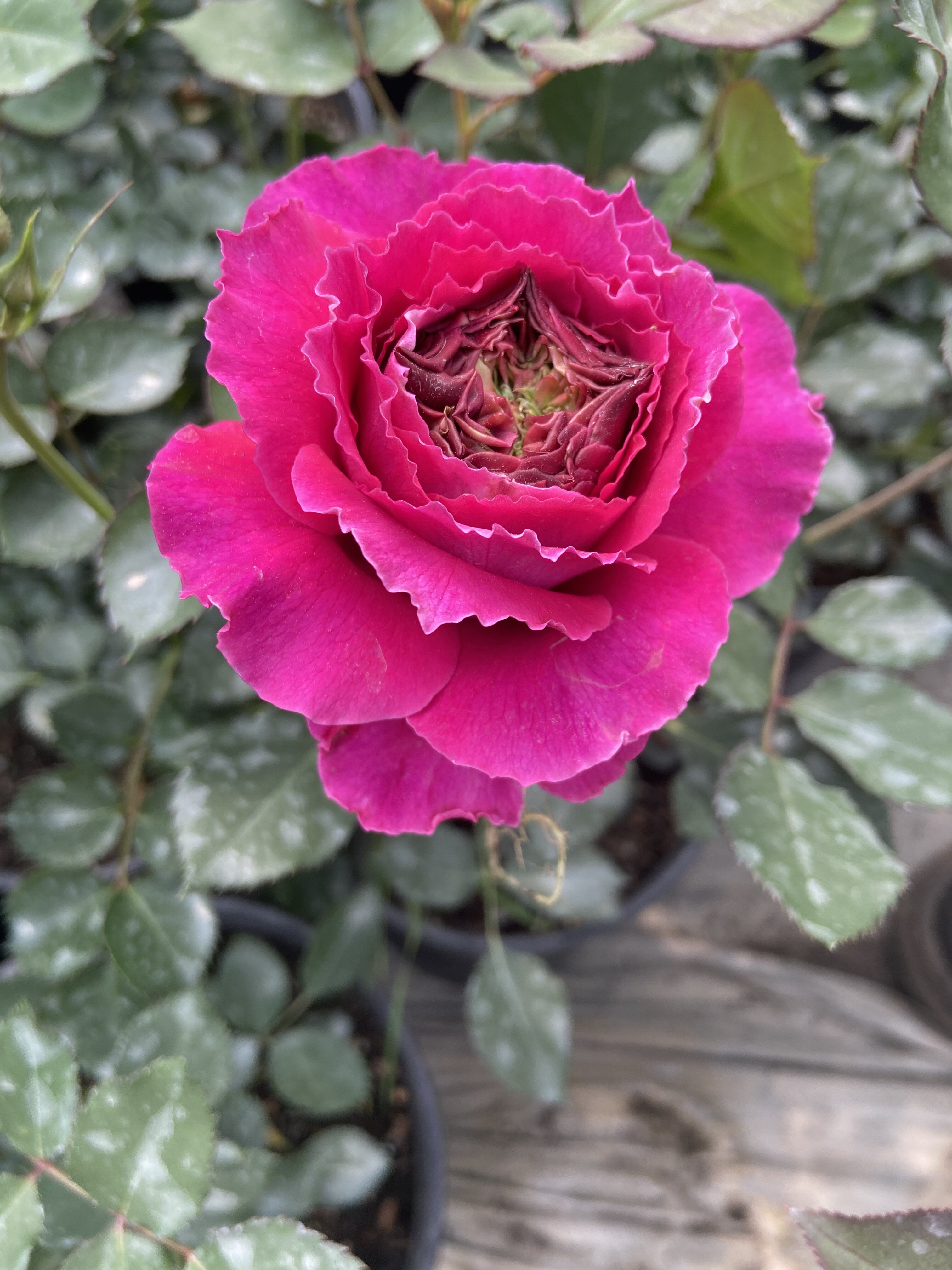 日本新款月季草药大花浓香波浪锯齿花瓣阳台时令草本花卉