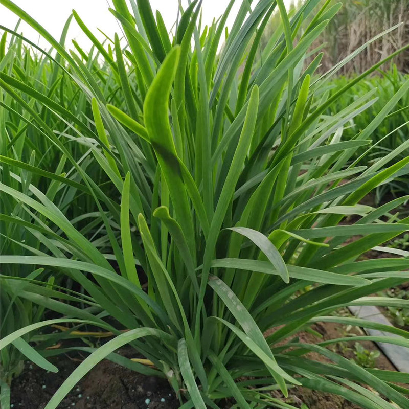 韭菜新鲜蔬菜细叶韭菜叶菜类青菜3斤农家野地菜助农时令蔬菜包邮