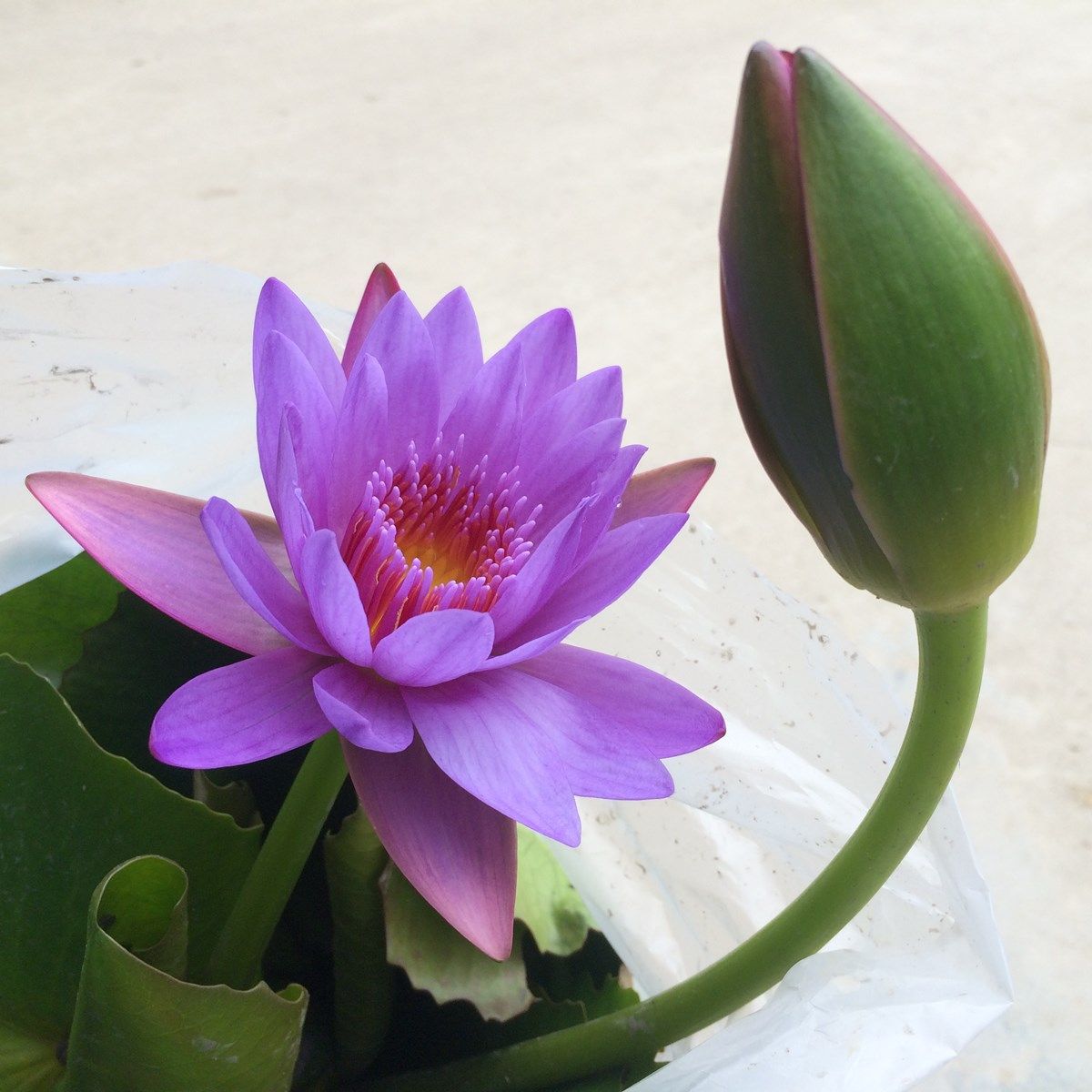 睡莲盆栽花苞四季开花鱼缸水池池水培植植物花卉