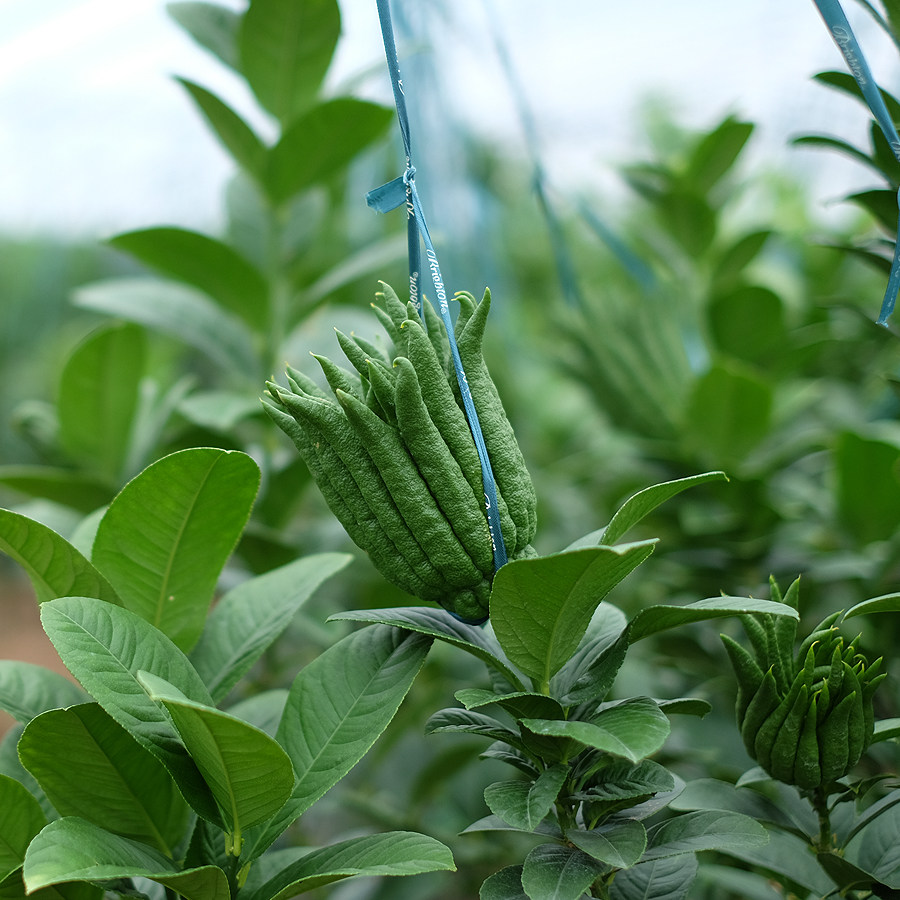 佛手金华带枝水养插花水培鲜果新鲜佛手果