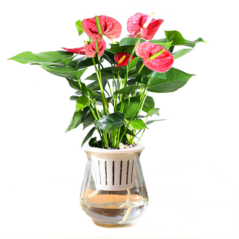 水培红掌白掌盆栽植物室内养花卉好绿植发财树绿植