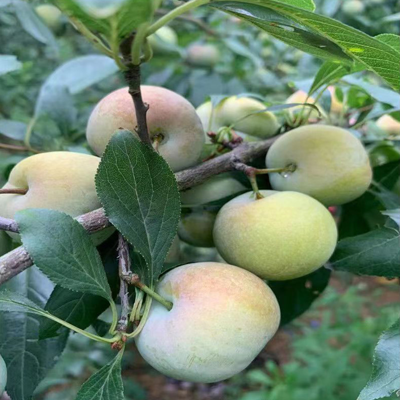 贵州李脆红红五月半边李半边青红脆甜凤凰新鲜李子李子