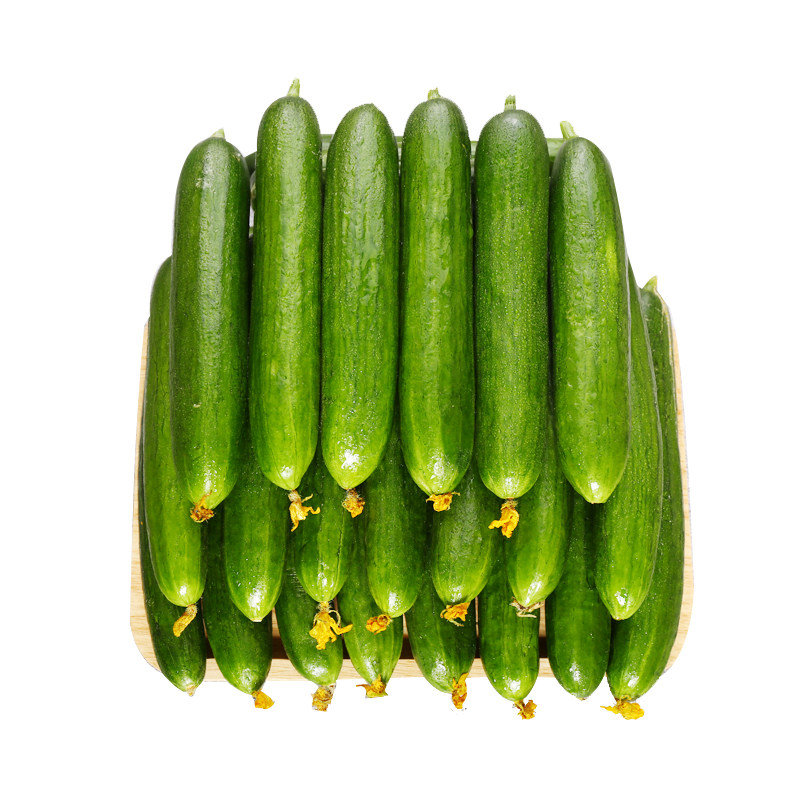 水果小黄瓜新鲜小青瓜无刺黄瓜净重5斤脆嫩蔬菜黄瓜