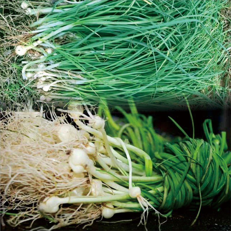 农家现挖2斤净重野菜香葱新鲜白香葱葱薤蒜胡其它