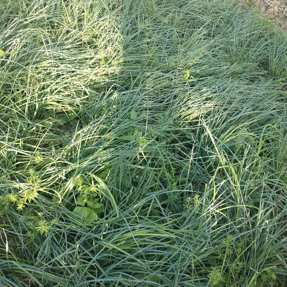 5斤藠头新鲜茭头农家自种鲜生荞头叫头野生其它