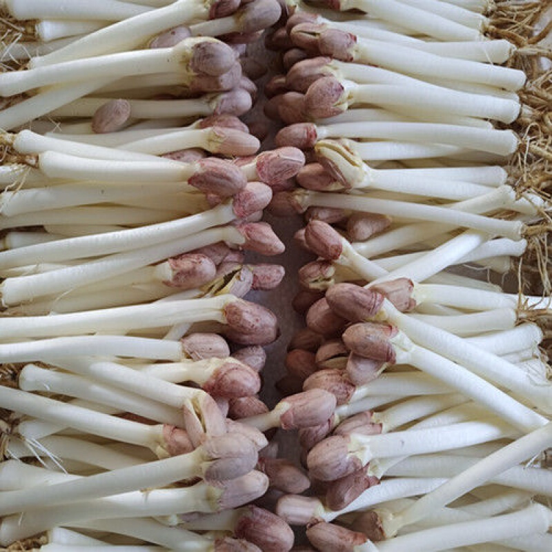 花生新鲜蔬菜5斤食用生鲜火锅苗芽包邮叶菜类