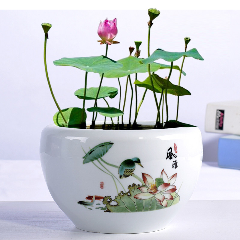 中国睡莲桌面器皿草水铜钱盆缸国风一叶花盆花盆