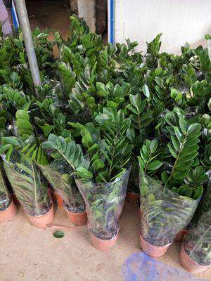 四季青金钱树苗象征荣华富贵客厅室内桌面盆栽花卉时令草本花卉