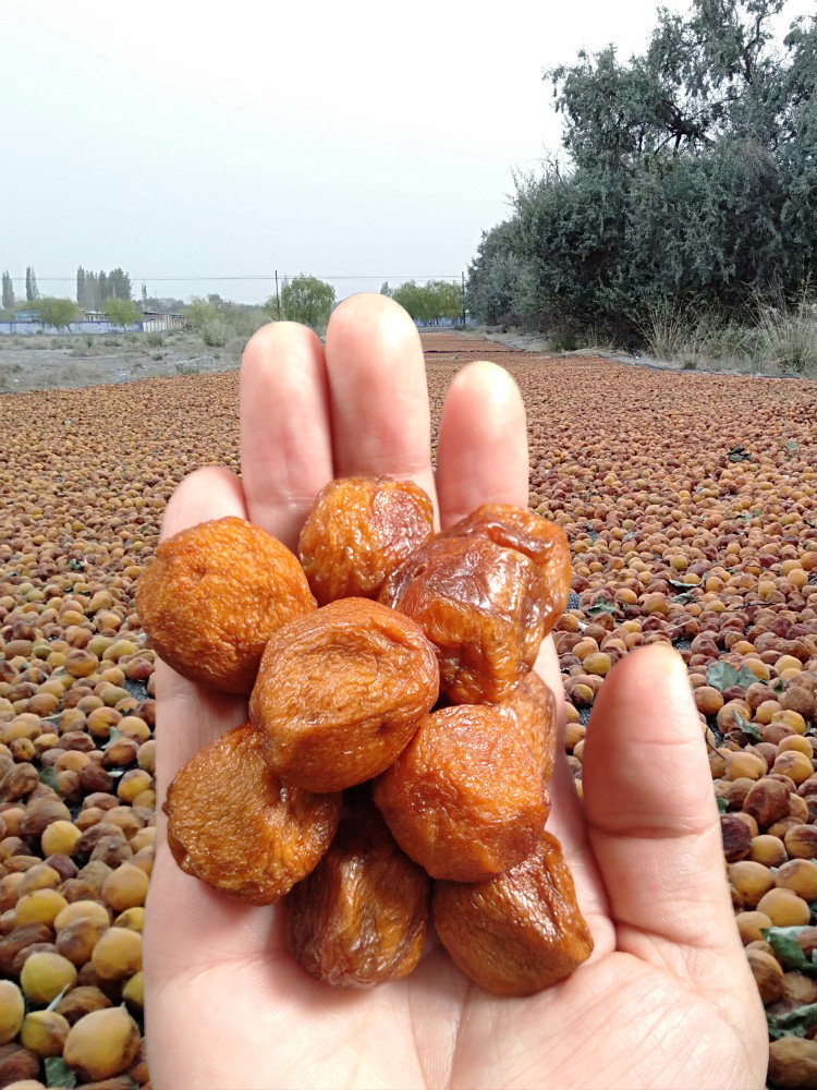 新疆吊干四团杏子杏干天然无添加杏仁吊死树上杏仁