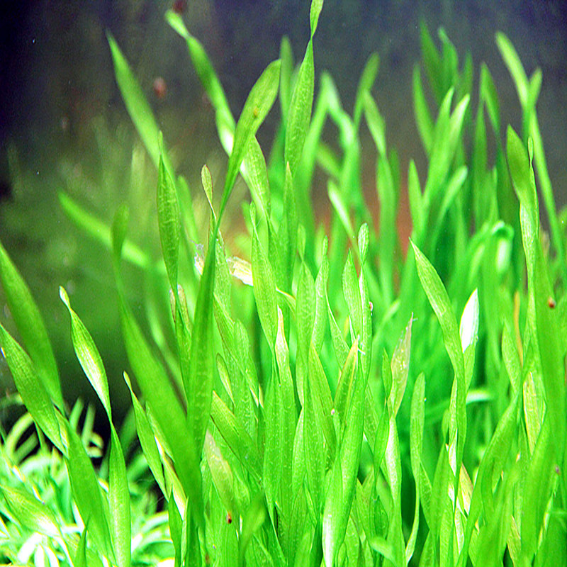 鱼缸真水草缸植物造景无需co2新手阴性水草纽兰扭兰活水草中后景