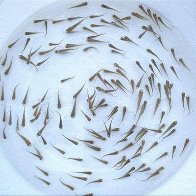 饲料活体龟鳄鱼喂麦穗2厘米小鱼鱼苗鱼