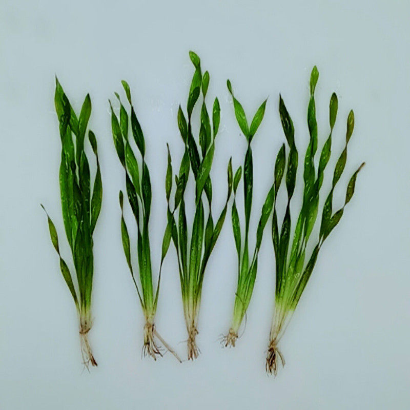 鱼缸真水草缸植物造景无需co2新手阴性水草纽兰扭兰活水草中后景