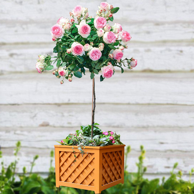 树状月季庭院花卉阳台盆栽树形树桩嫁接玫瑰时令草本花卉