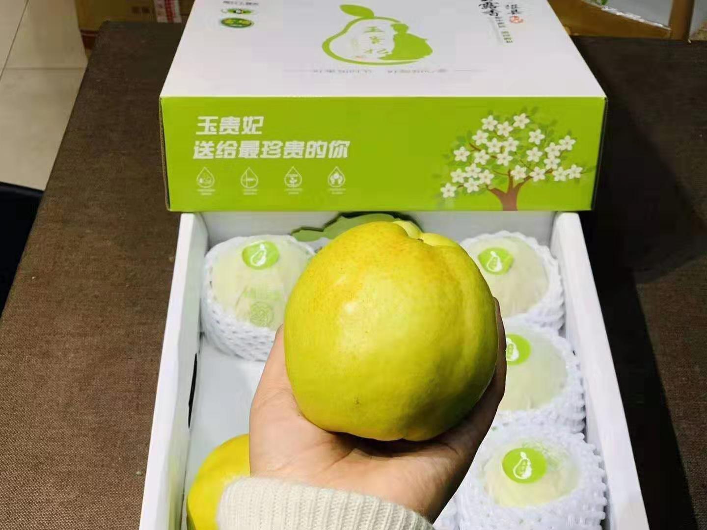 山西隰县玉贵妃玉露香梨礼盒912枚大果脆甜多汁梨