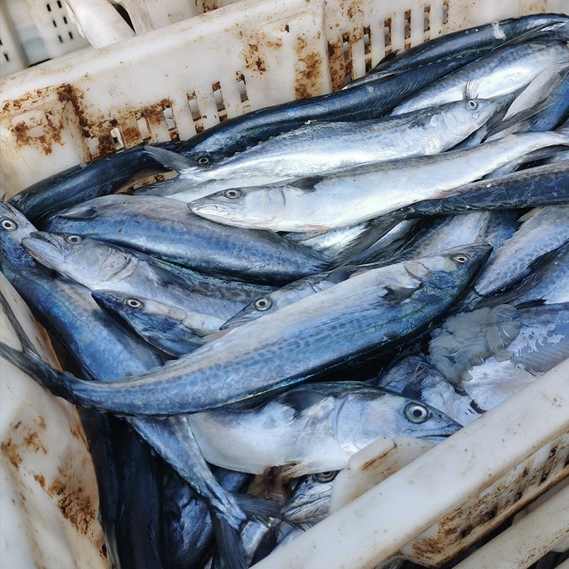 新鲜小鲅鱼整条3斤海鲜鲜活冷冻水产东海野生马鲛鱼