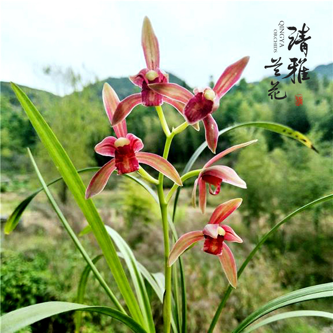 清雅兰花建兰四季传统铭品仙山红色花铭清香花卉