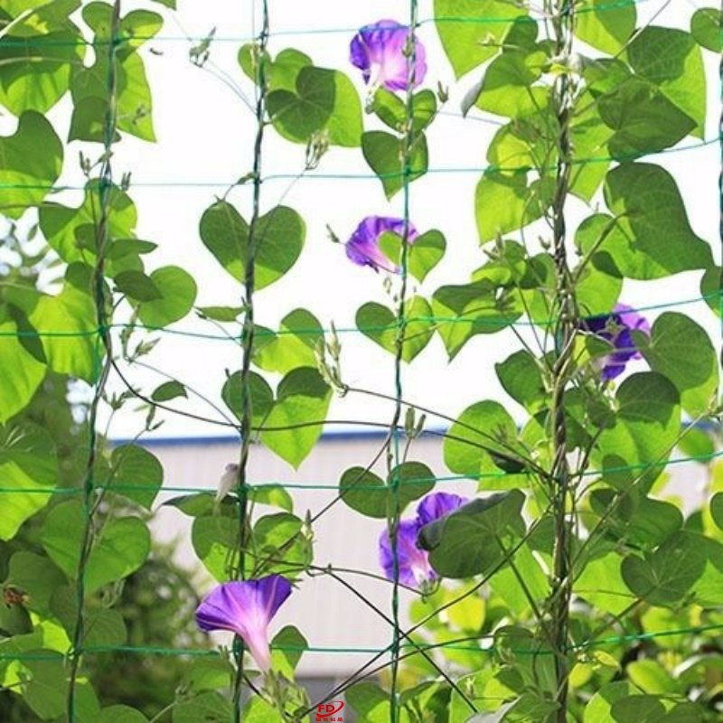 爬藤种植网丝植物阳台牵引百香果专用网葡萄架藤蔓其它园艺用品