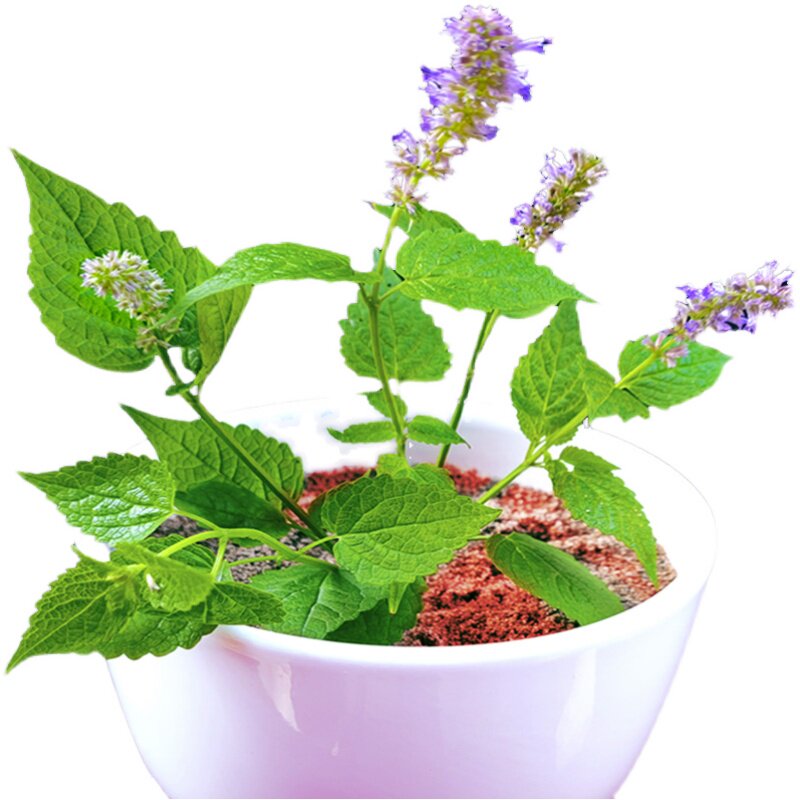 河南盆栽霍香鱼香种植香草厨房植物五香可食用绿植