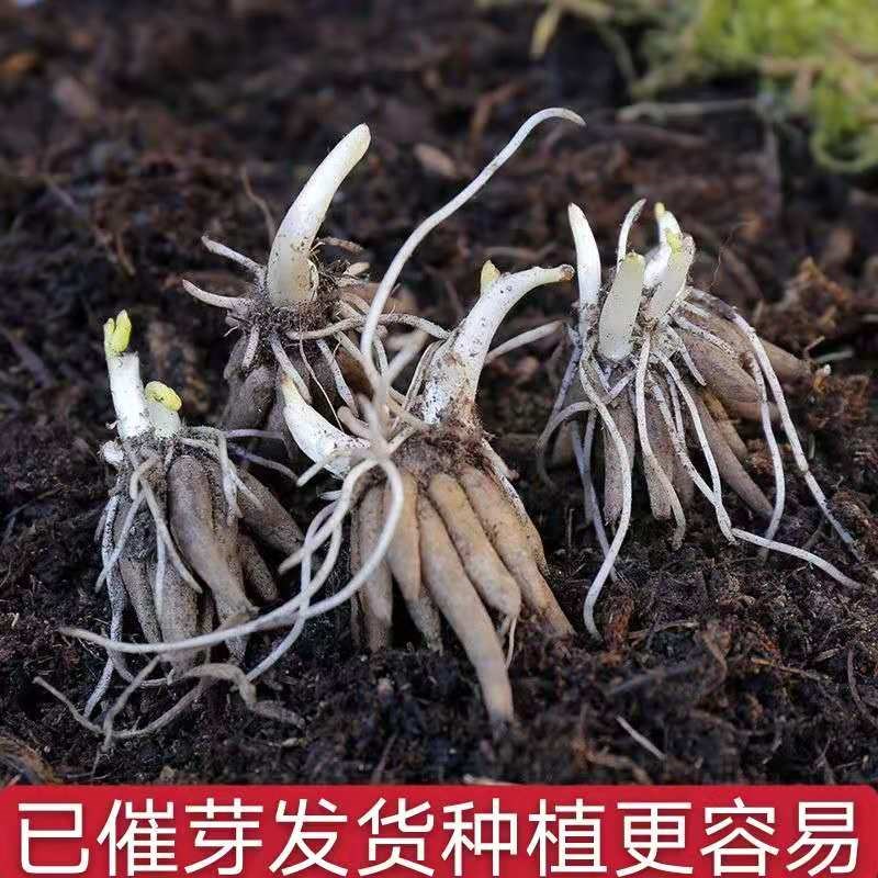 牡丹带芽5个花毛莨种球种花卉种子春天芹叶空气净化剂