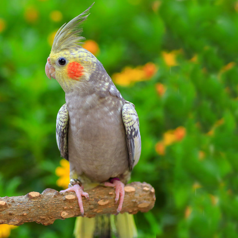 玄凤鹦鹉活体会说话中大型手养黄化玄凤鸟活物一对可