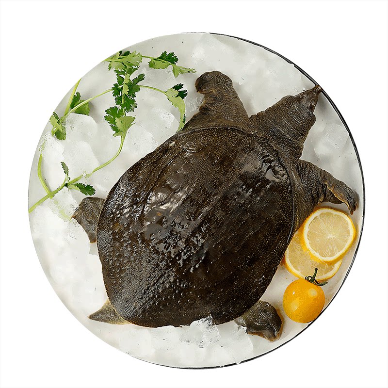 野生放养大甲鱼中华清水鳖活体鲜活水产王八滋补新鲜活鱼批发包邮