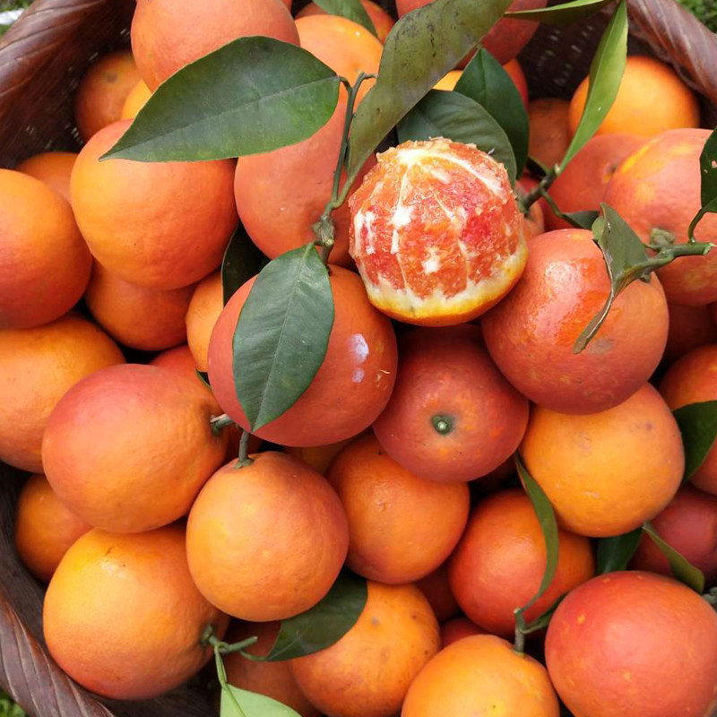 血橙新鲜水果超甜多汁重庆长寿湖当季红心橙子塔罗科血橙净重9斤