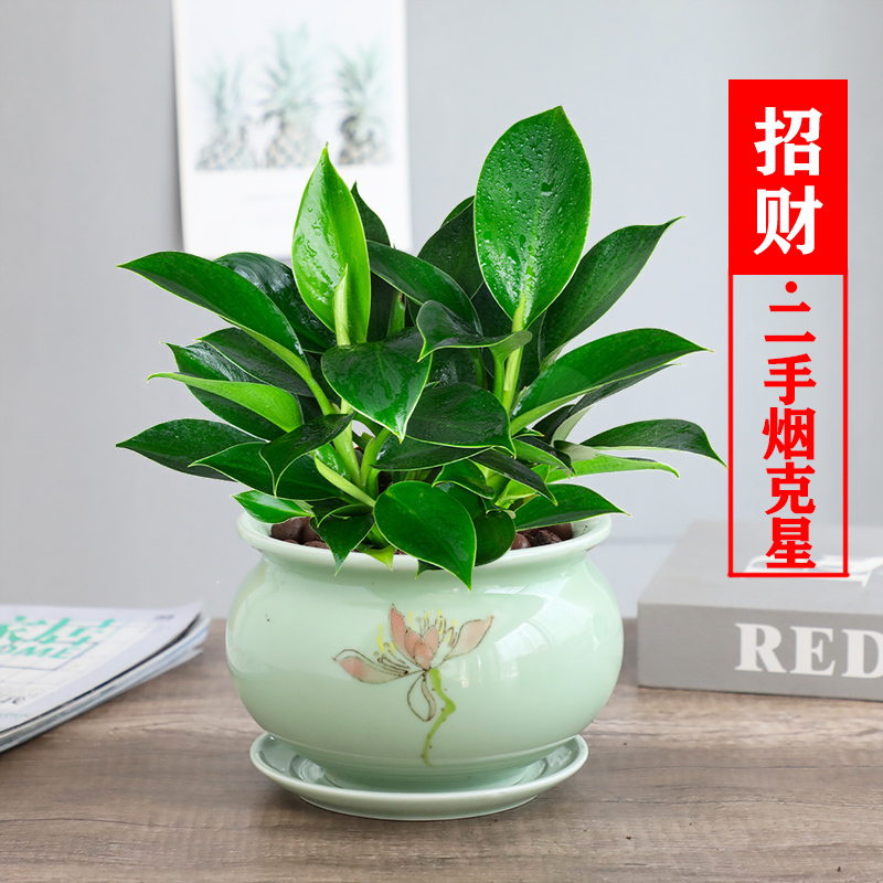 绿公主盆栽招财植物大叶金钻办公室内四季常青吸甲醛