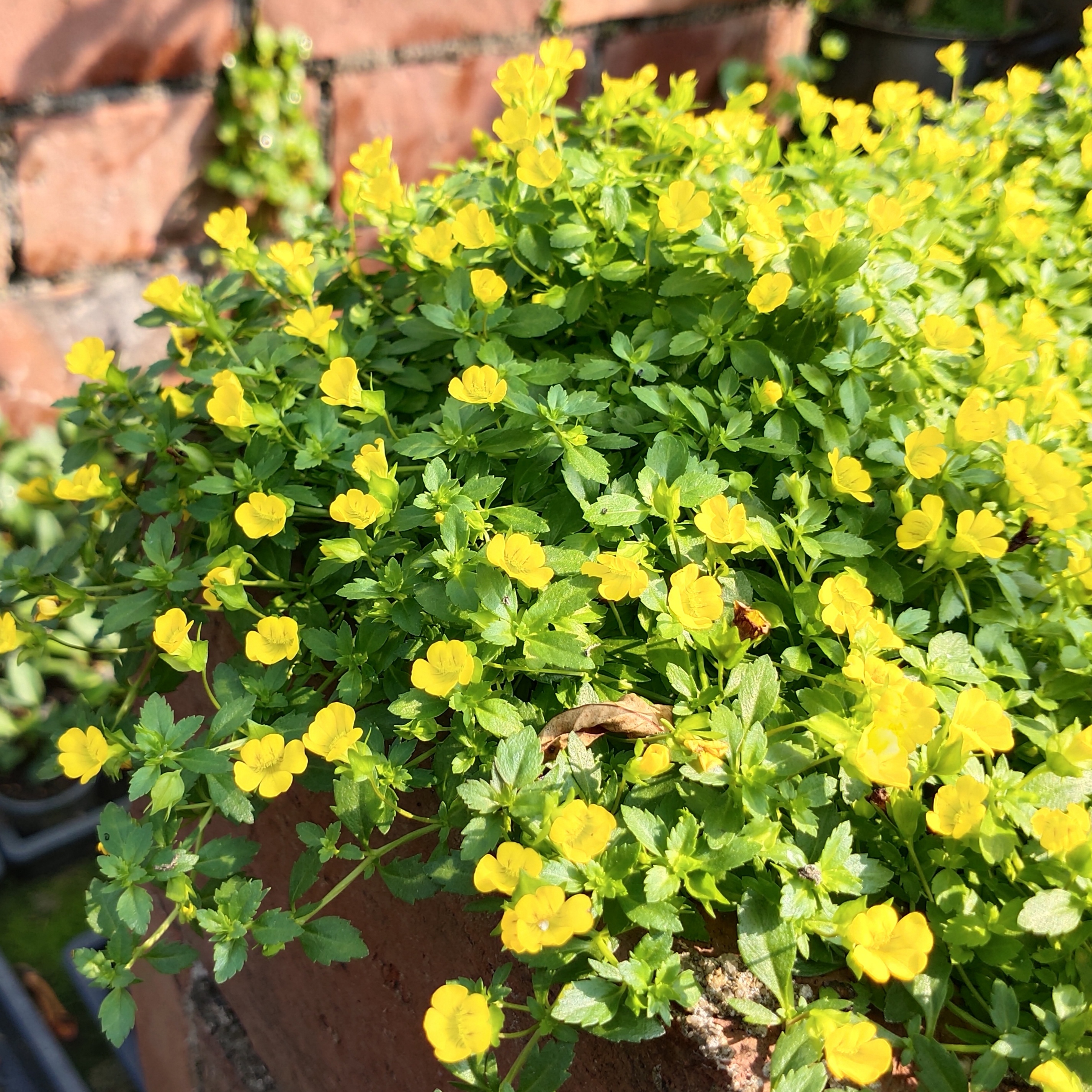 金莎草花卉耐寒多年生庭院阳台开花易爆护盆垂吊时令草本花卉