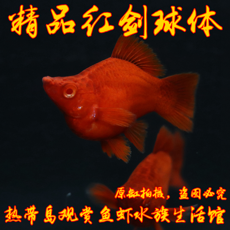 热带鱼精品高鳍红剑鱼球体观赏鱼活体淡水鱼鱼