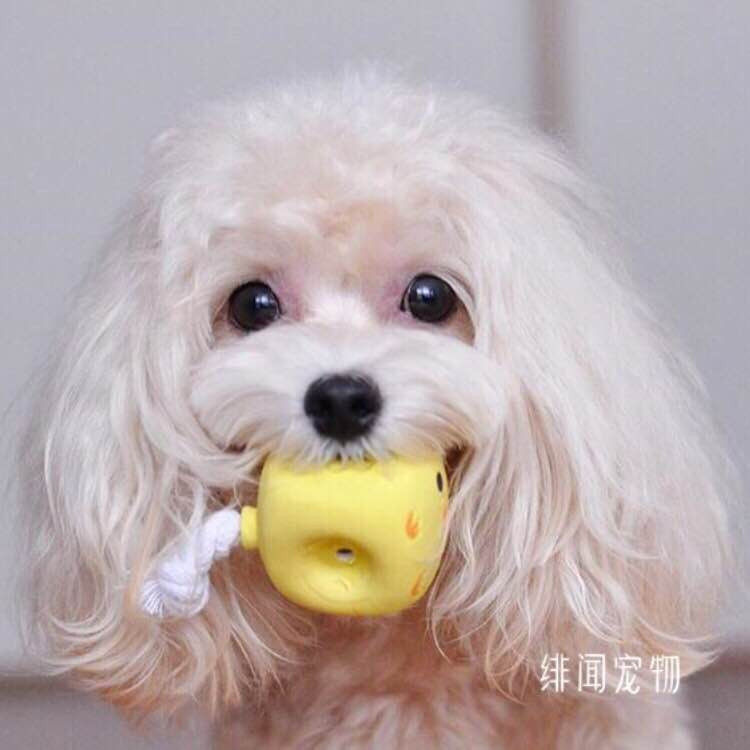 亚马逊同步销售日本petio天然乳胶宠物发声玩具橡胶球