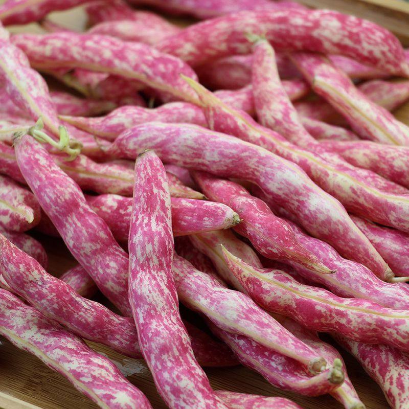 东北吉林农产品新鲜蔬菜红金钩油豆角产地现摘其它