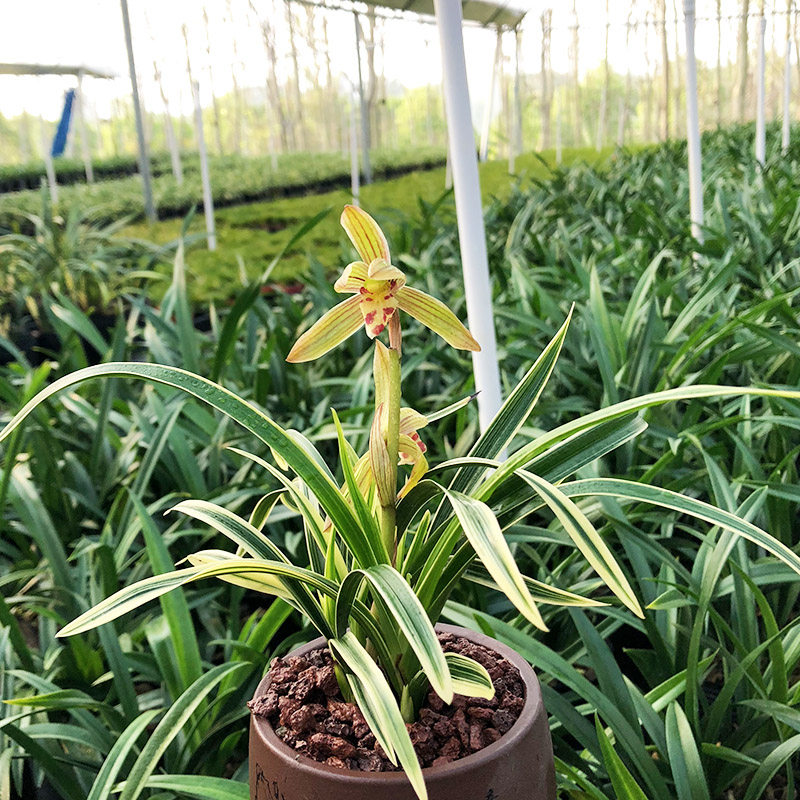 兰花之宝香型金边矮种鹤艺建兰花卉花卉