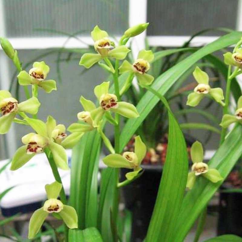 兰花 宜宾荷仙 兰花苗建兰四季兰水仙瓣飘逸叶素花盆栽花卉绿植
