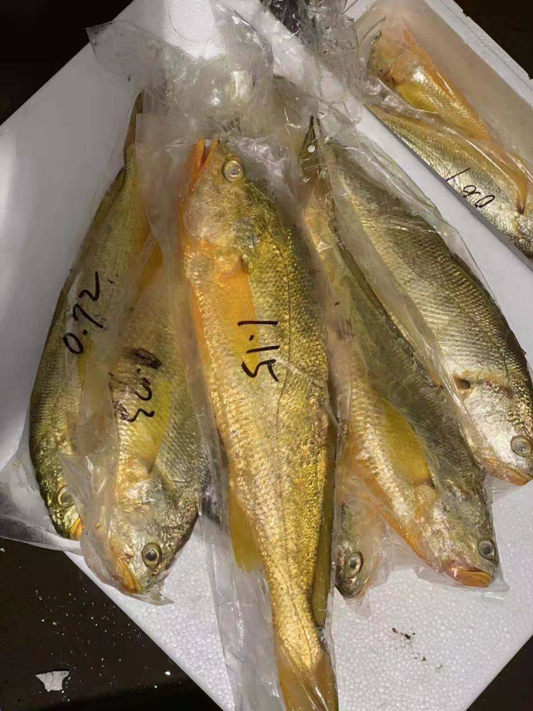 大黄鱼温州野生新鲜黄鱼生鲜海鲜水产鲜活冰鲜黄鱼