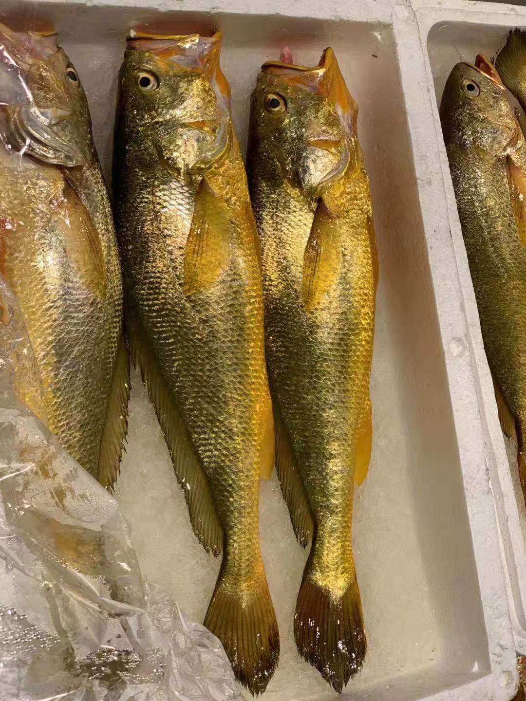 野生黄鱼2021大黄鱼2a真空真空包包装黄花鱼1条黄鱼