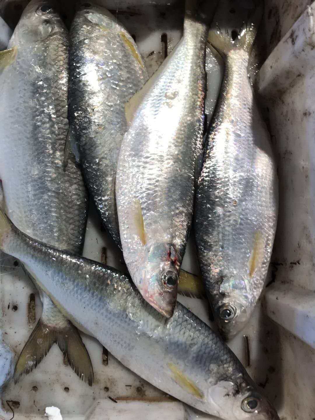 缔海温州特产东海野生鳓鱼白力鱼白麟鱼深海海鱼其它