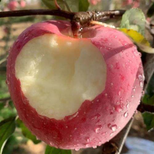 苹果果脆特大15颗10斤洛川臻美正宗新果2022年苹果