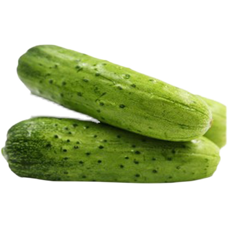 无架黄瓜种子爬满地种籽孑四季春秋夏农家蔬菜盆栽苗水果阳台大全