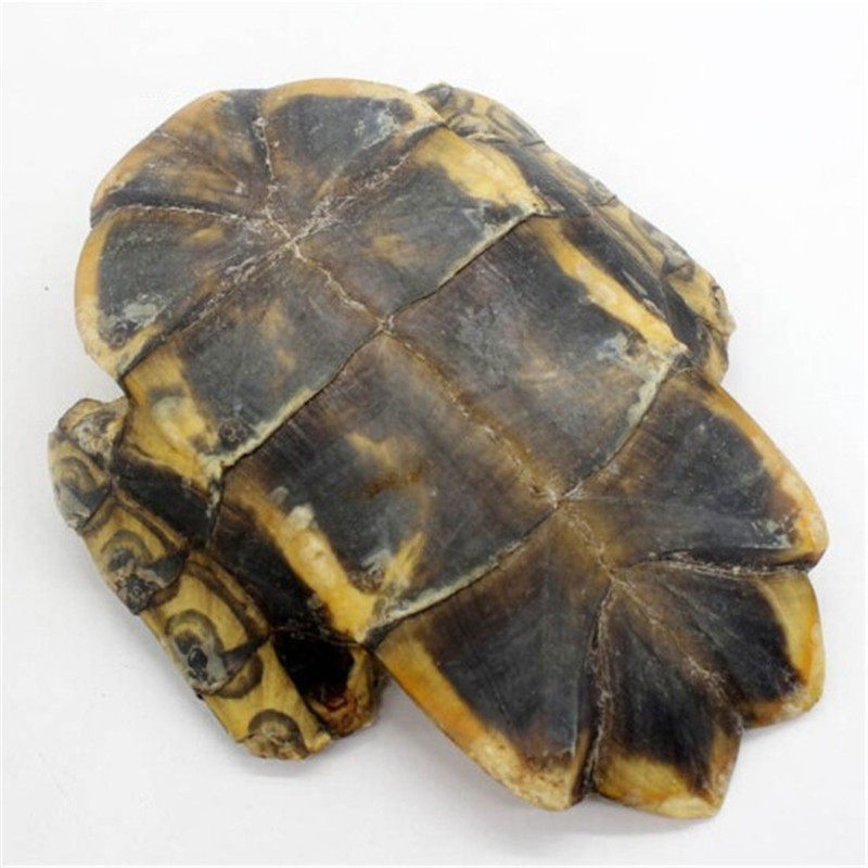 龟板生龟中药材正品500g包邮鳖甲醋龟甲乌龟壳制炙其他药食同源食品