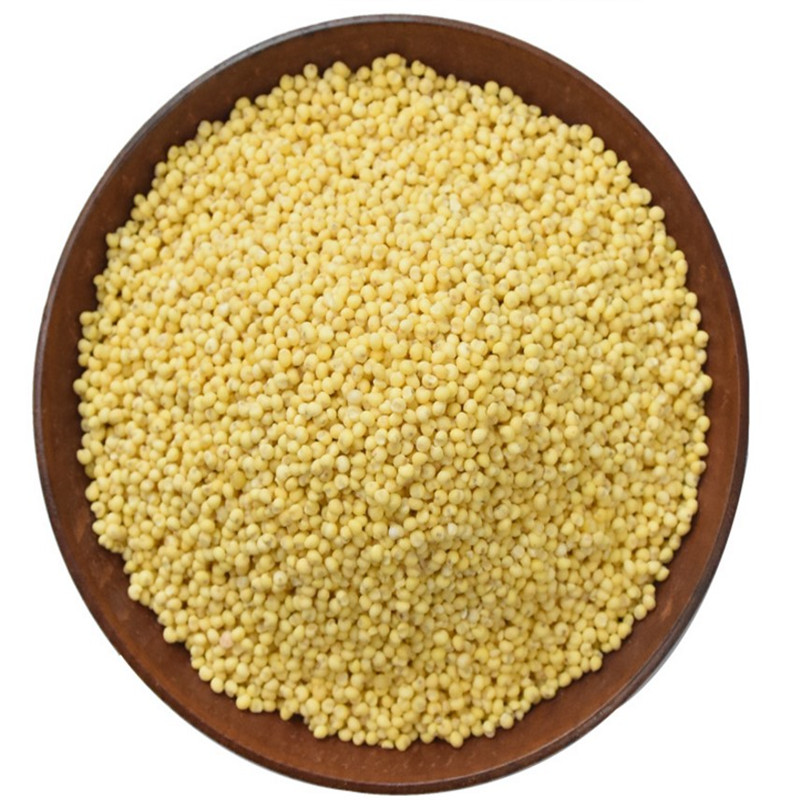秫米北秫米药用中药材正品新货500g包邮糯小米黄糯糯粟中草药